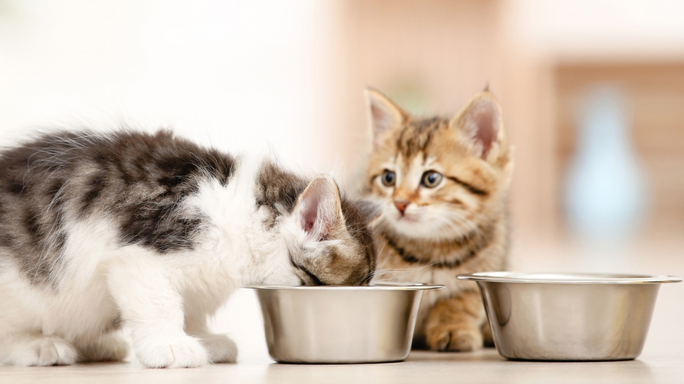 Panduan Memberi Makanan Kucing Kecil