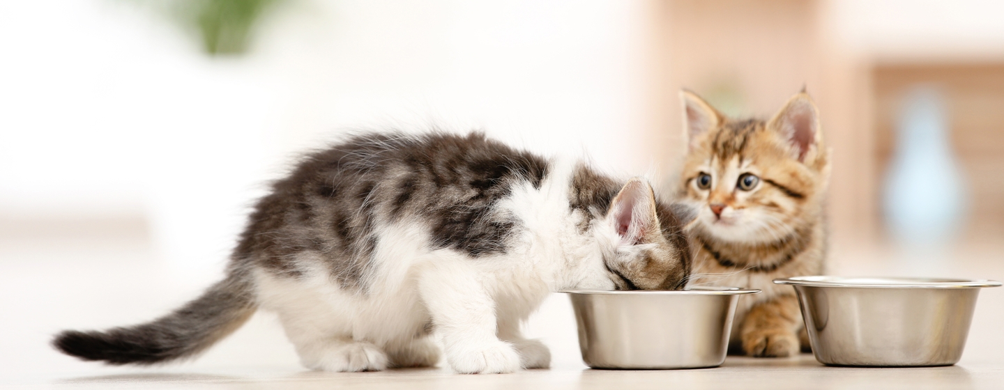 Panduan Memberi Makanan Kucing Kecil