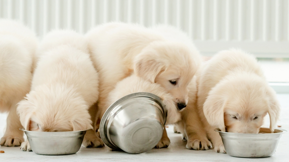 Panduan Memberikan Makanan Anjing Kecil