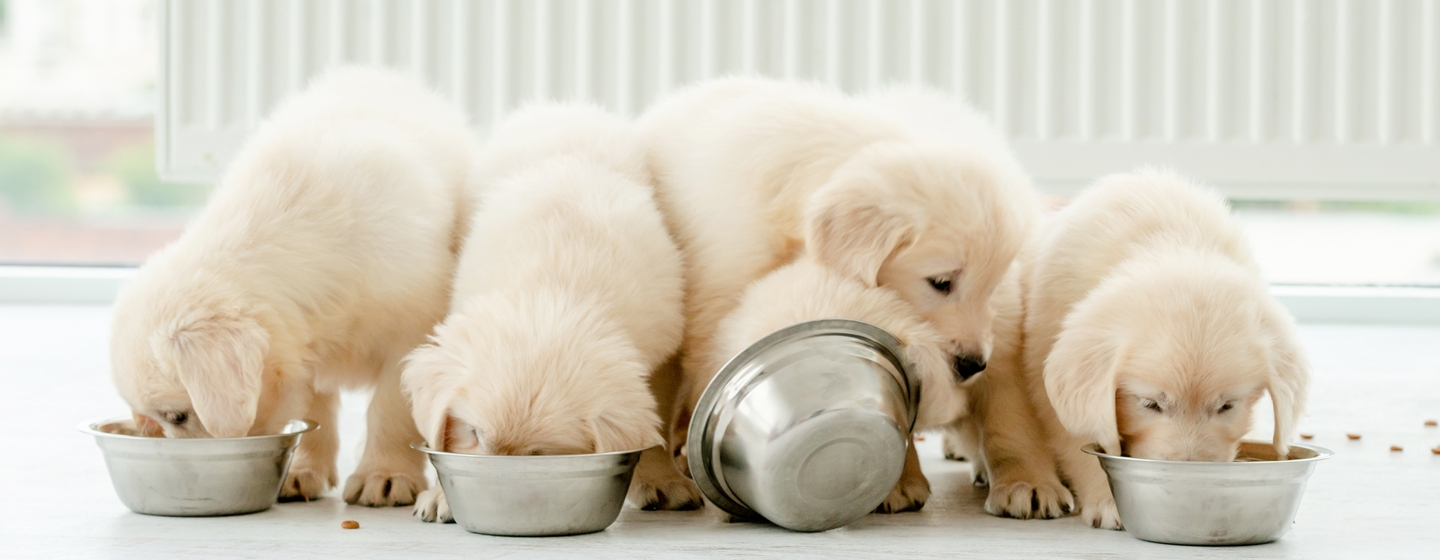 Panduan Memberikan Makanan Anjing Kecil