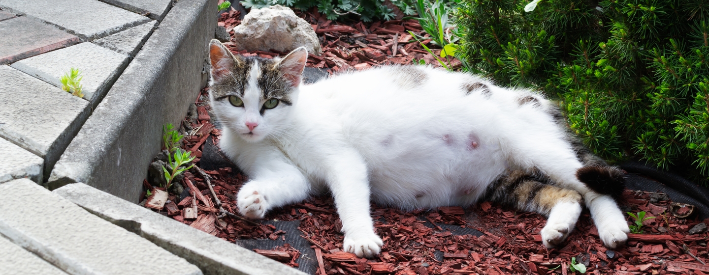 Pelajari Makanan Kucing Hamil Berikut Ini