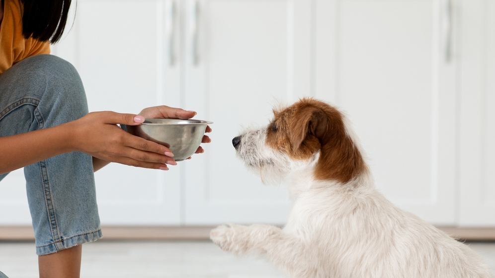 Pemberian Pakan Anjing untuk Anjing Senior