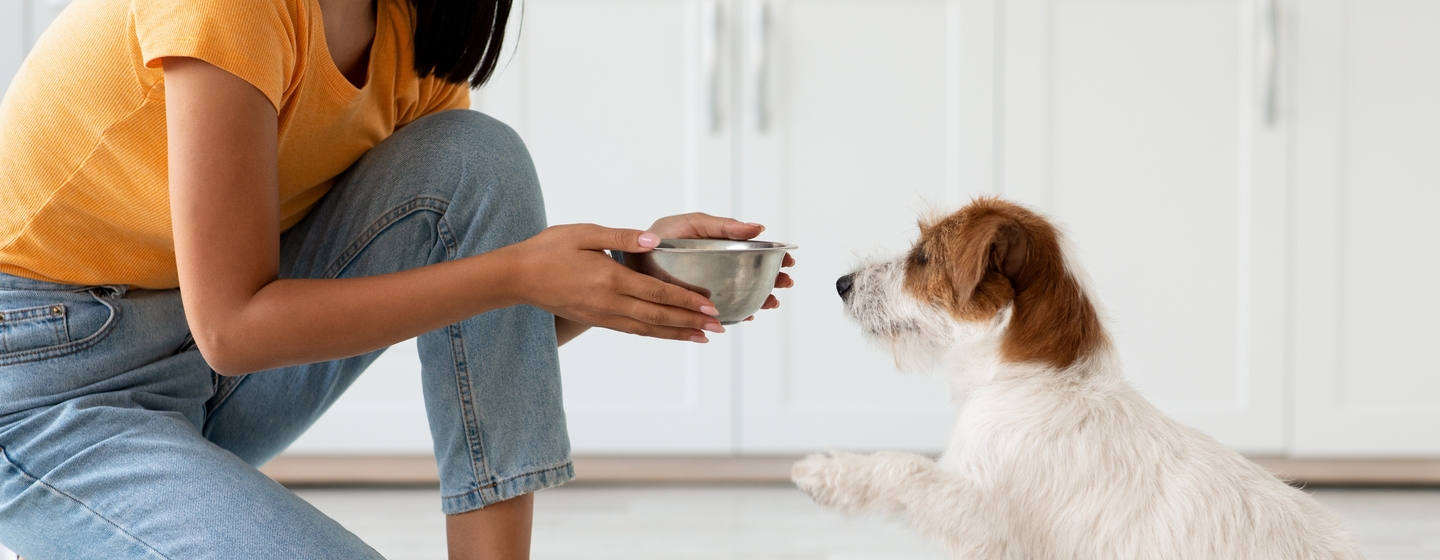 Pemberian Pakan Anjing untuk Anjing Senior