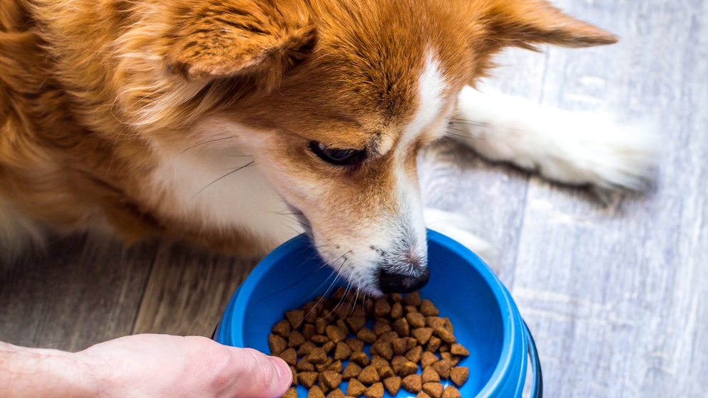 Seputar Pakan Anjing Rumahan