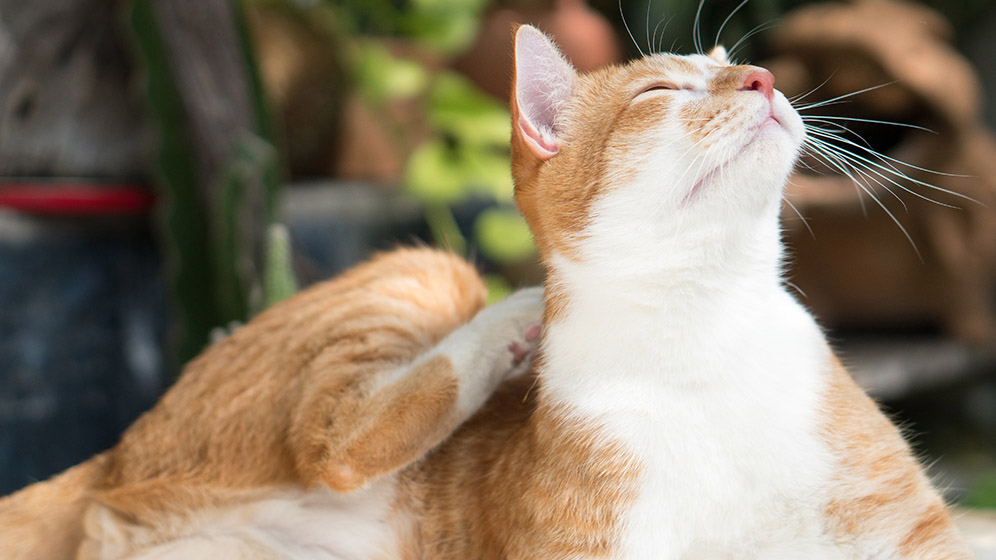 Cara Mengobati Kucing Jamuran