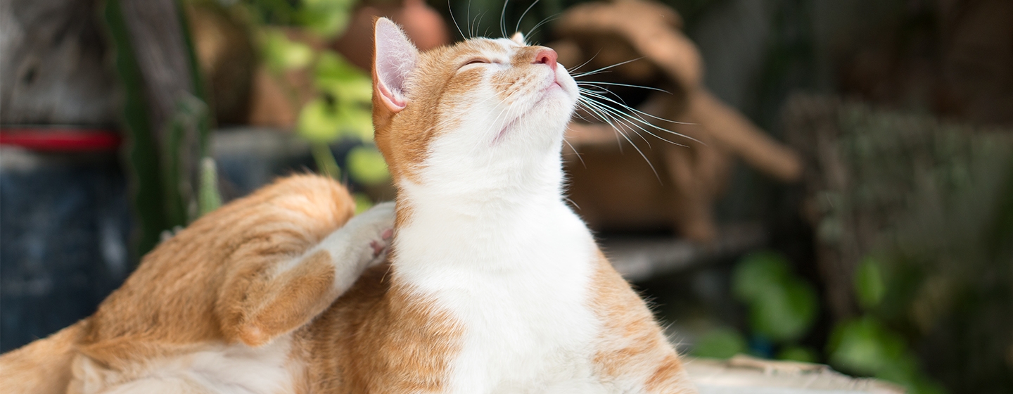 Cara Mengobati Kucing Jamuran