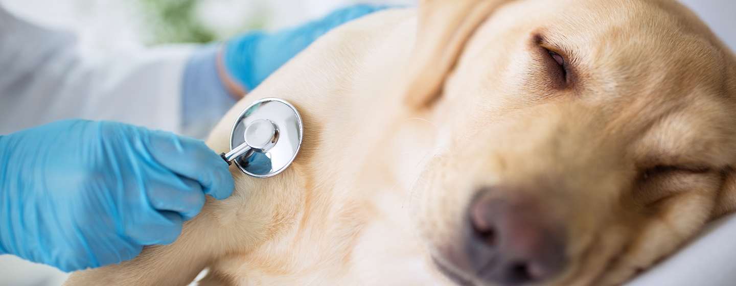 Cara Merawat Anjing Setelah Operasi