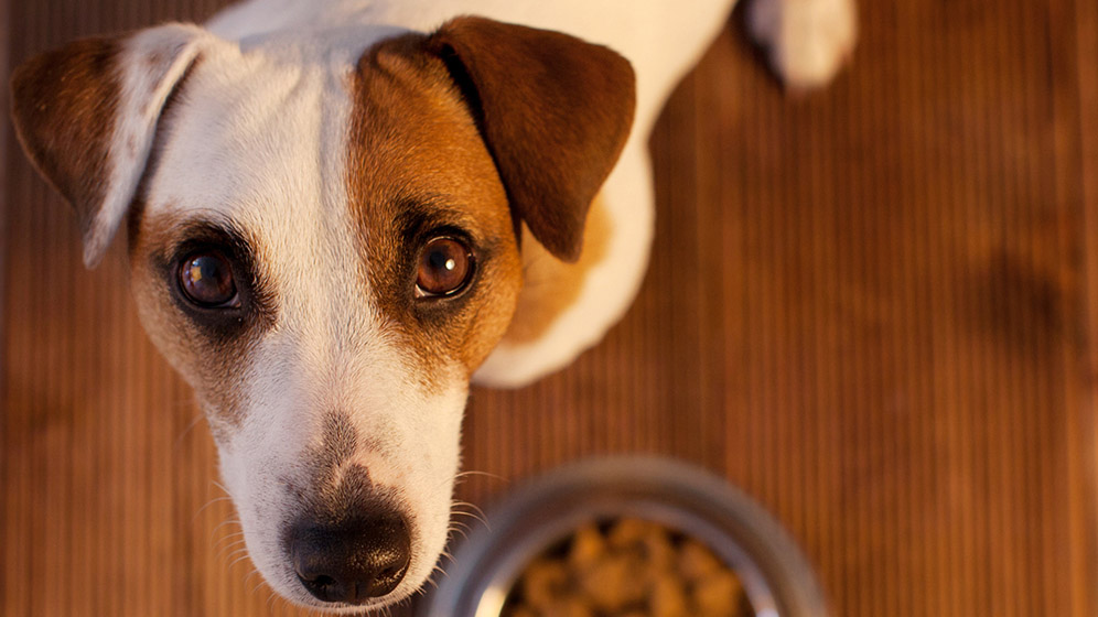 Jenis Makanan Anjing yang Menjadi Kesukaannya