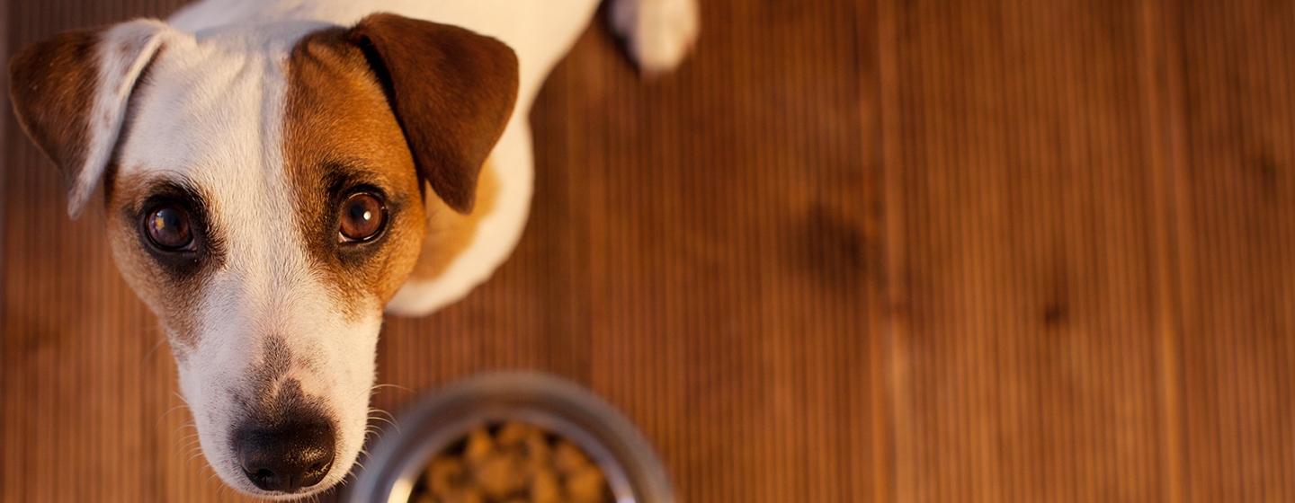 Jenis Makanan Anjing yang Menjadi Kesukaannya