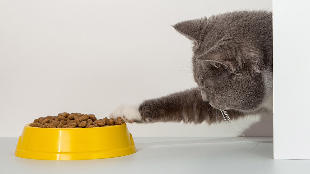 Jenis Makanan Kucing dan Cara Memilihnya