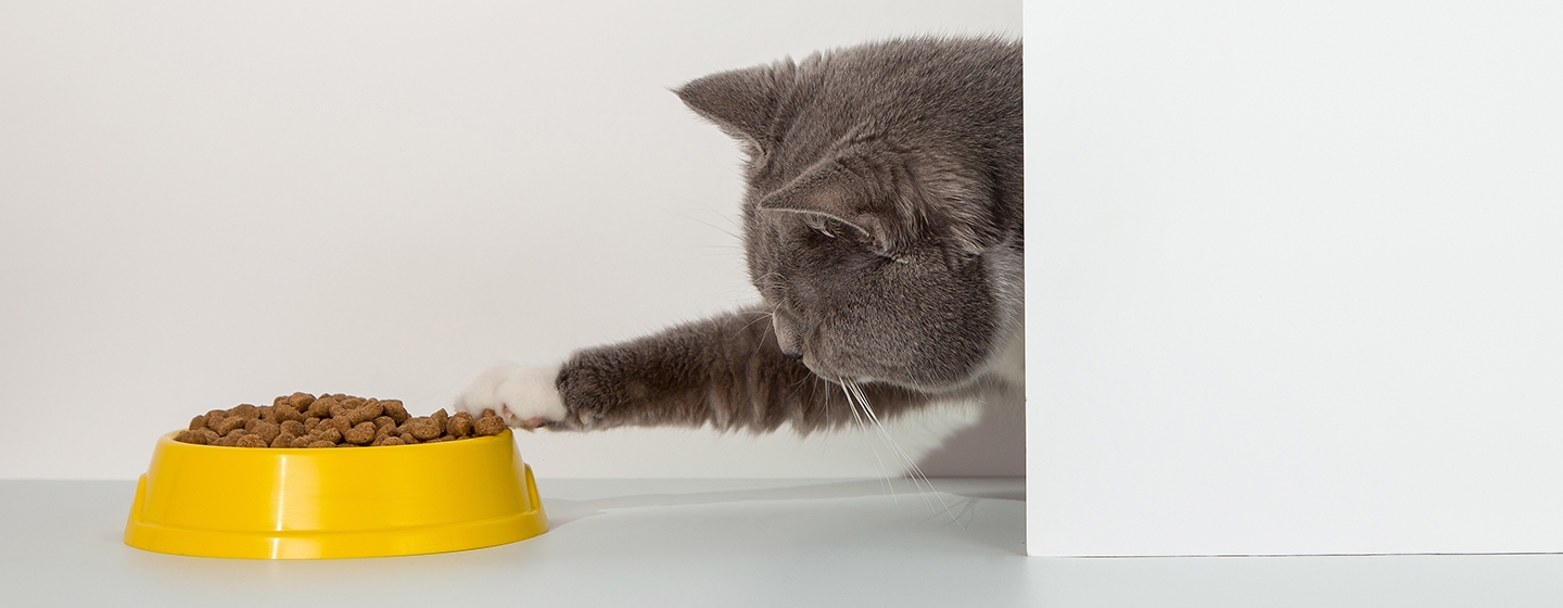 Jenis Makanan Kucing dan Cara Memilihnya