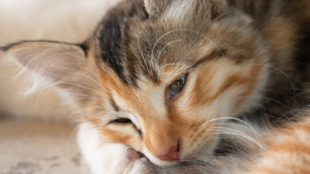 Kucing Cacingan, Penyebab Kucing Diare yang Perlu Diperhatikan