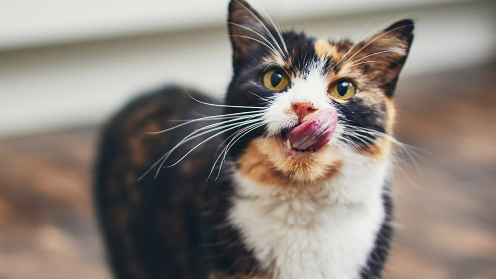 Kucing Tidak Mau Makan, Bolehkah Kucing Makan Nasi?