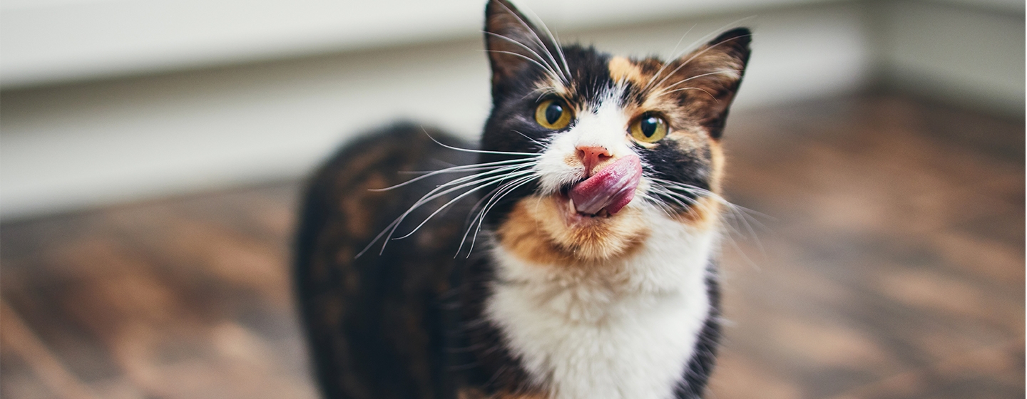 Kucing Tidak Mau Makan, Bolehkah Kucing Makan Nasi?
