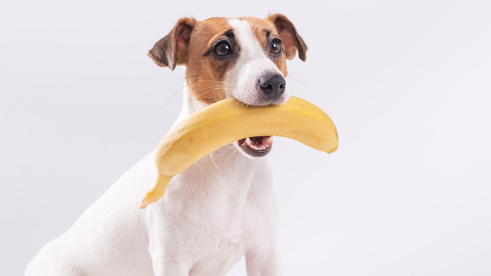 Makanan Anjing: Apakah Anjing Boleh Makan Pisang?