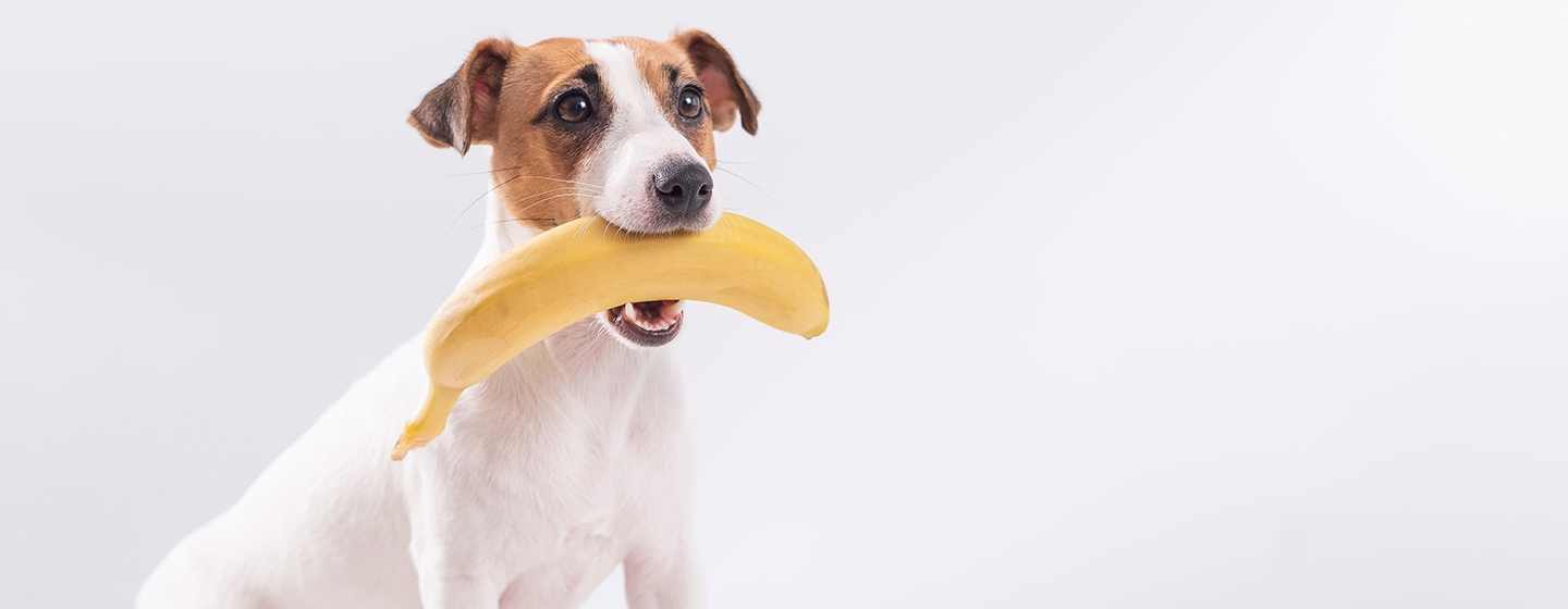 Makanan Anjing: Apakah Anjing Boleh Makan Pisang?