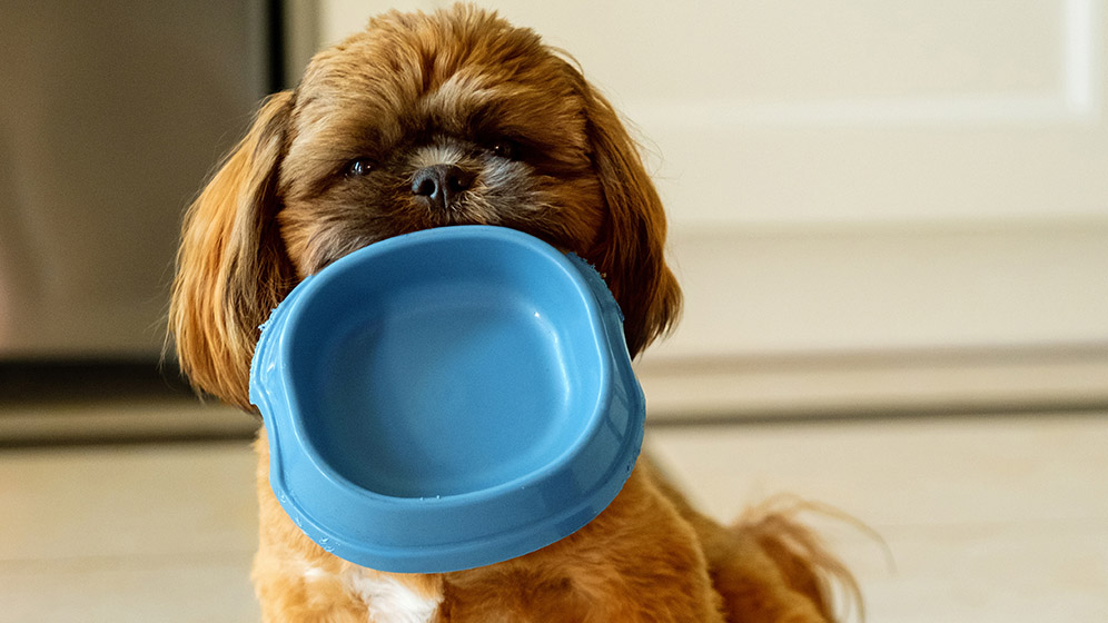 Pakan Anjing dan Nutrisi yang Dibutuhkan Anjing