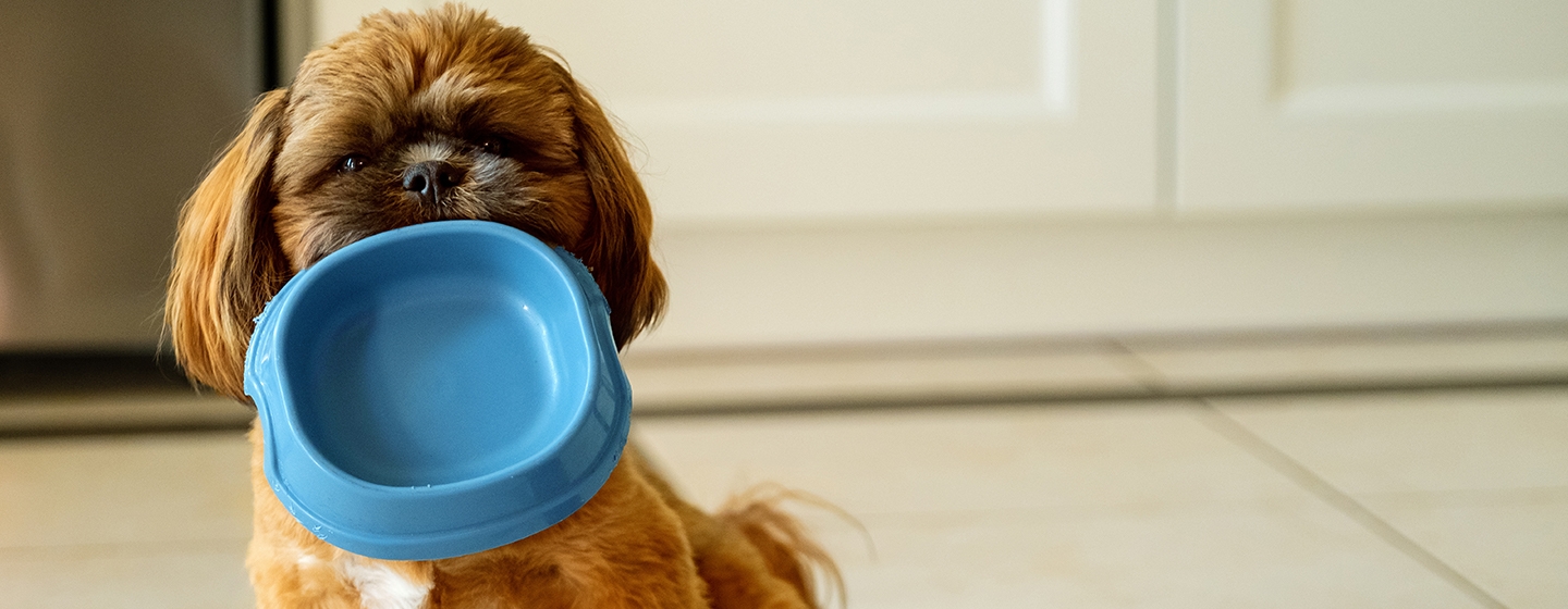 Pakan Anjing dan Nutrisi yang Dibutuhkan Anjing