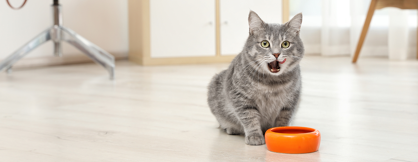 Probiotik: Kandungan Penting dalam Makanan Kucing Proplan
