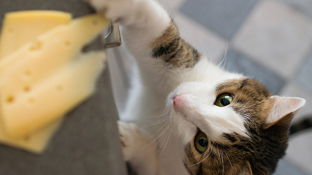 Seputar Makanan Kucing: Apakah Kucing Boleh Makan Keju?