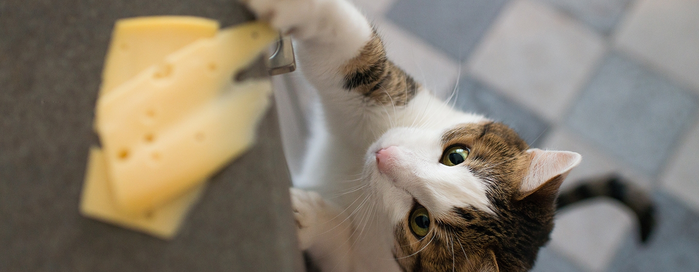 Seputar Makanan Kucing: Apakah Kucing Boleh Makan Keju?