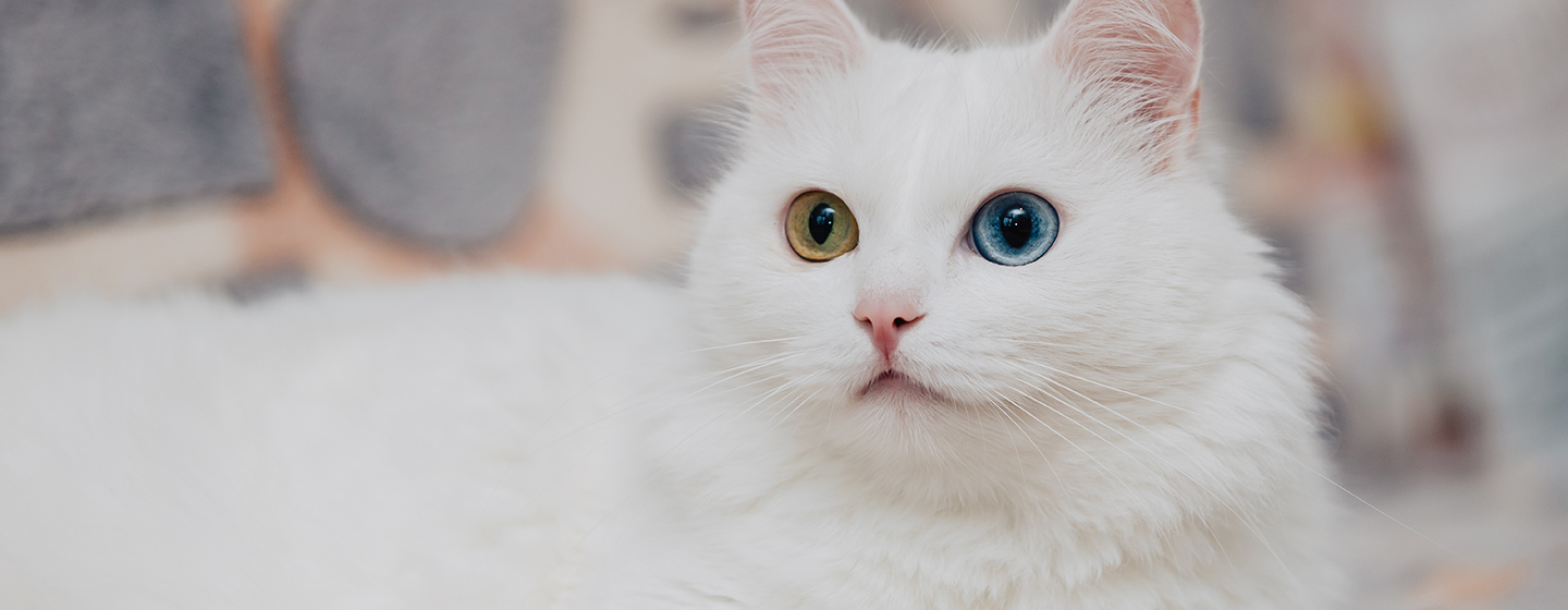 14 Fakta Tentang Kucing yang Unik dan Menarik