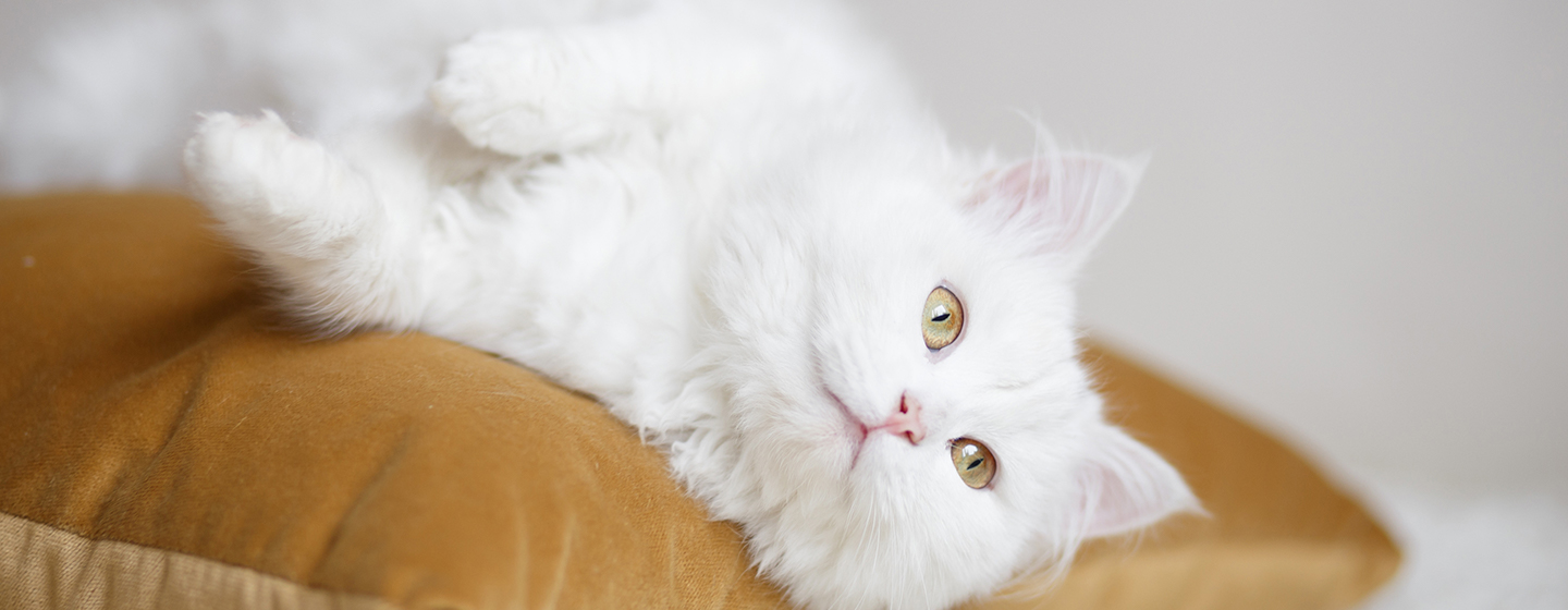15 Rekomendasi Nama Kucing Putih