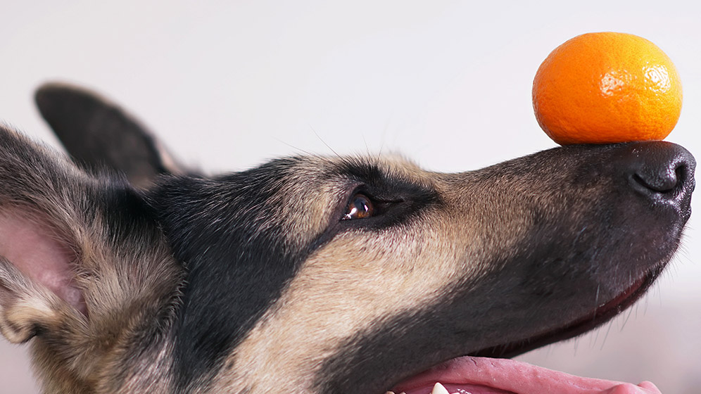 Apakah Anjing Boleh Makan Jeruk?