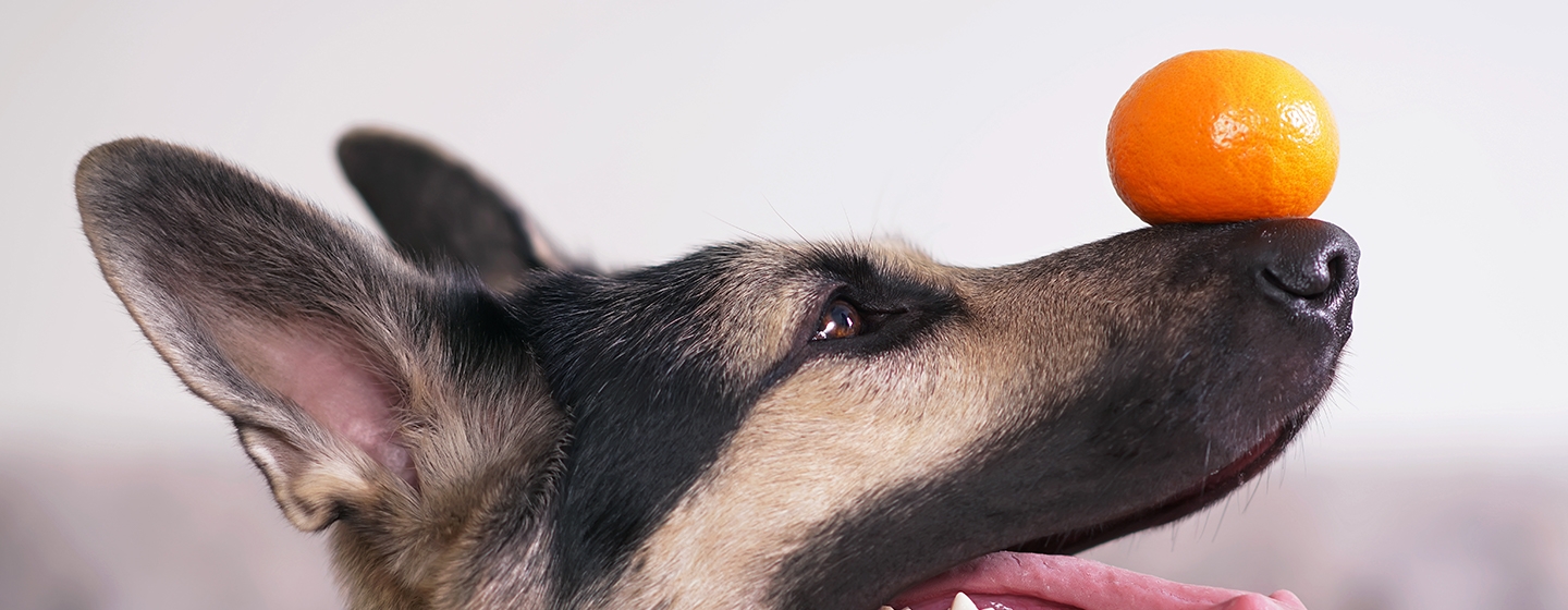 Apakah Anjing Boleh Makan Jeruk?