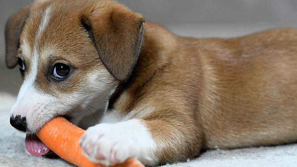 Apakah Anjing Boleh Makan Wortel?