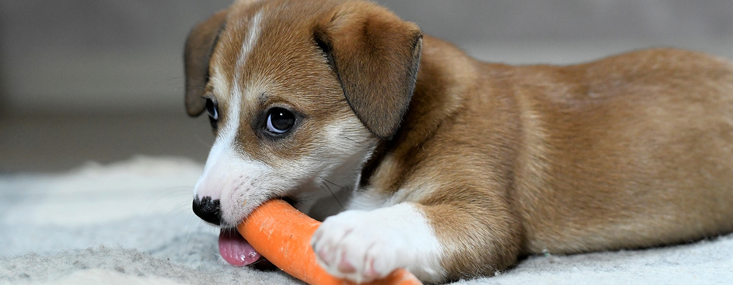 Apakah Anjing Boleh Makan Wortel?