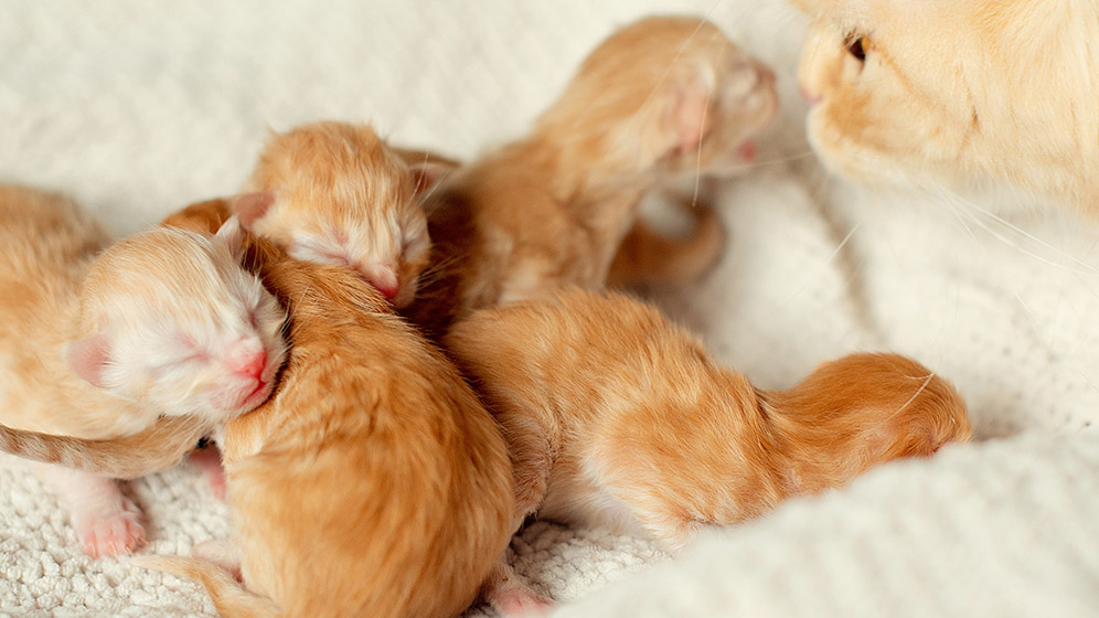 Cara Merawat Anakan Kucing yang Baru Lahir