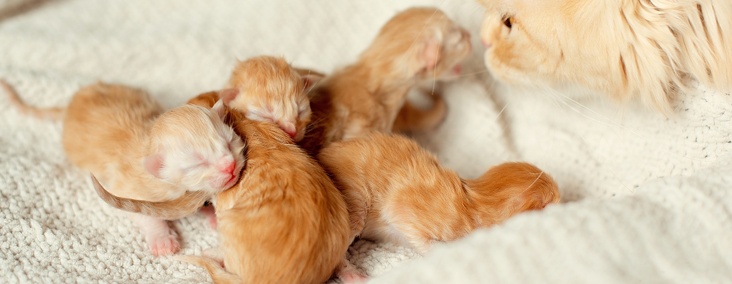 Cara Merawat Anakan Kucing yang Baru Lahir