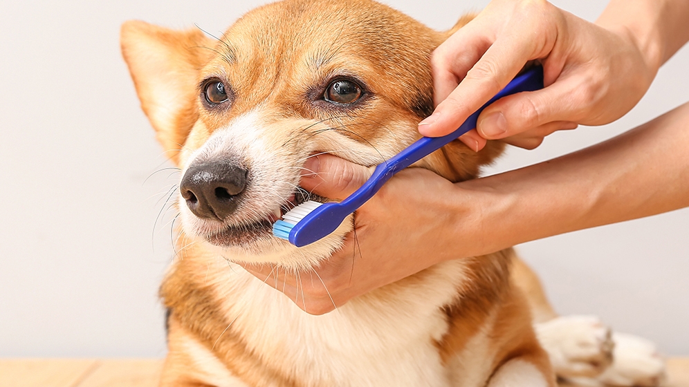 Cara Merawat Anjing: Seputar Kesehatan Gigi