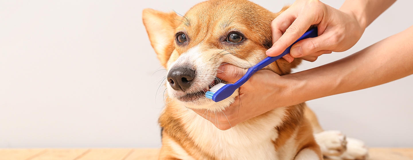 Cara Merawat Anjing: Seputar Kesehatan Gigi