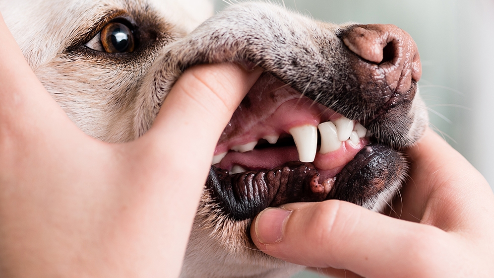 Gigi Anjing: Struktur dan Jenisnya