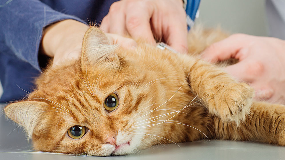 Jangan Panik! Berikut Cara Mengatasi Kucing Keracunan