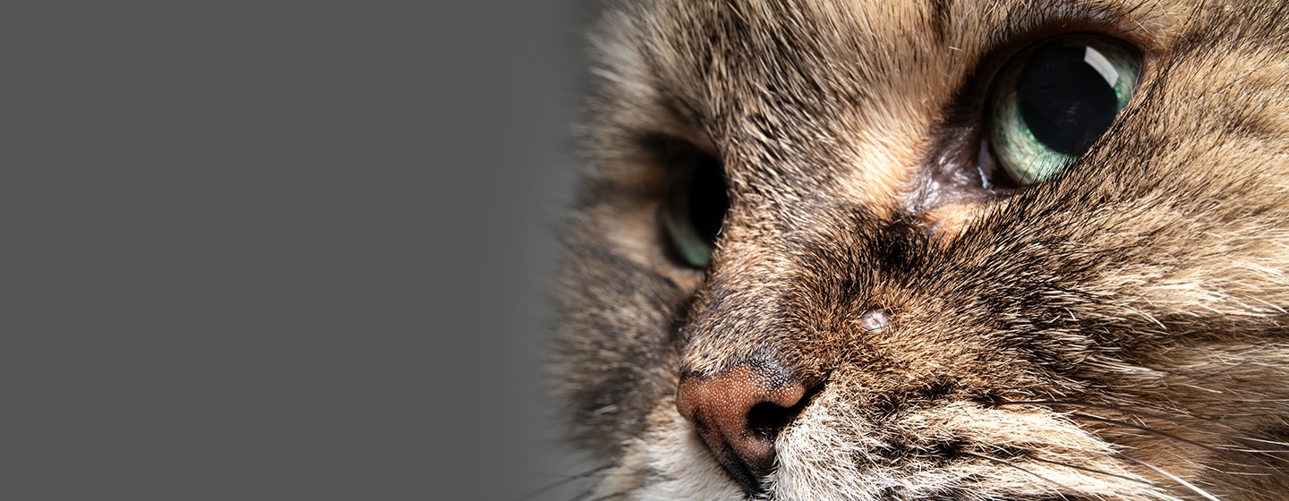 Jerawat Kucing: Penyebab dan Cara Mengatasinya