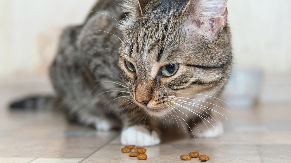 Kucing Muntah Makanan Sendiri? Yuk Ketahui Penyebabnya!