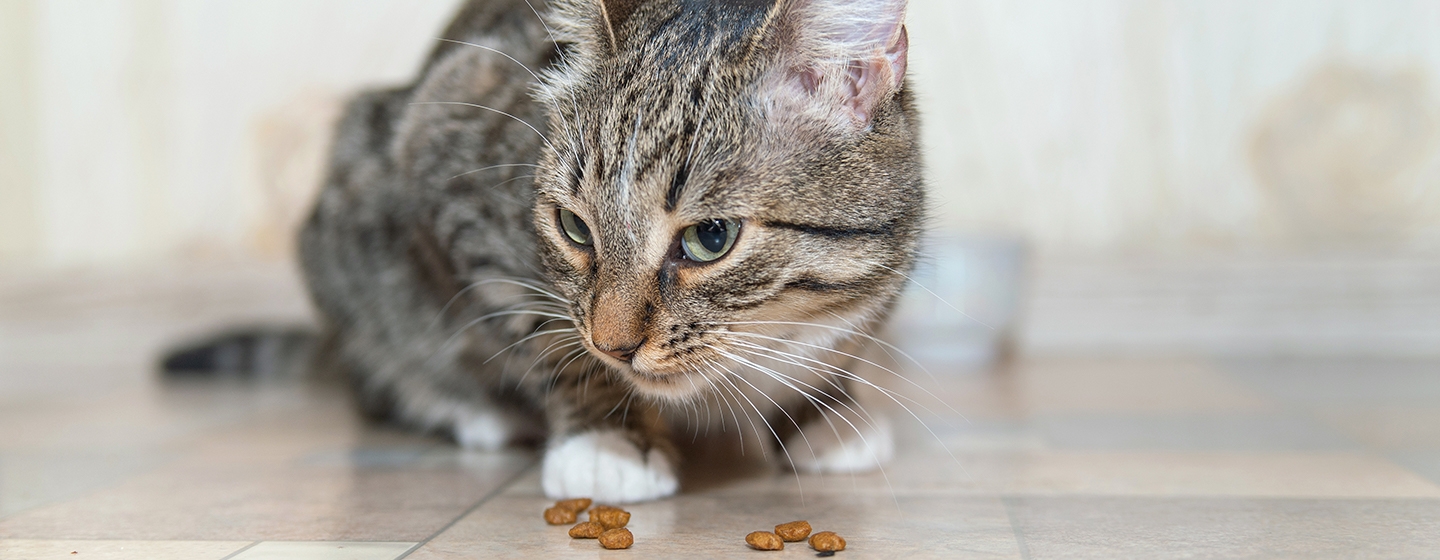 Kucing Muntah Makanan Sendiri? Yuk Ketahui Penyebabnya!
