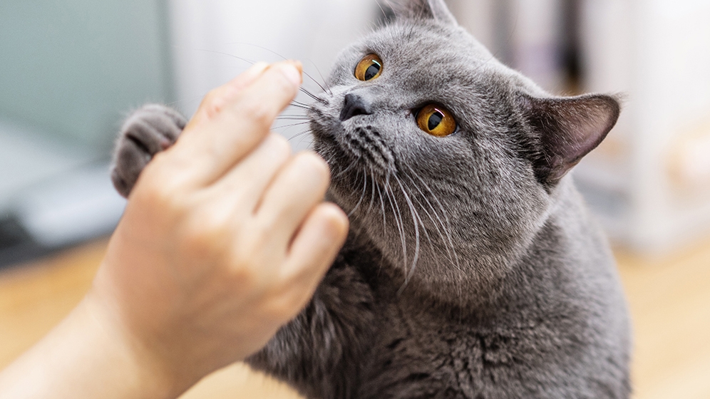 Makanan Kesukaan Kucing