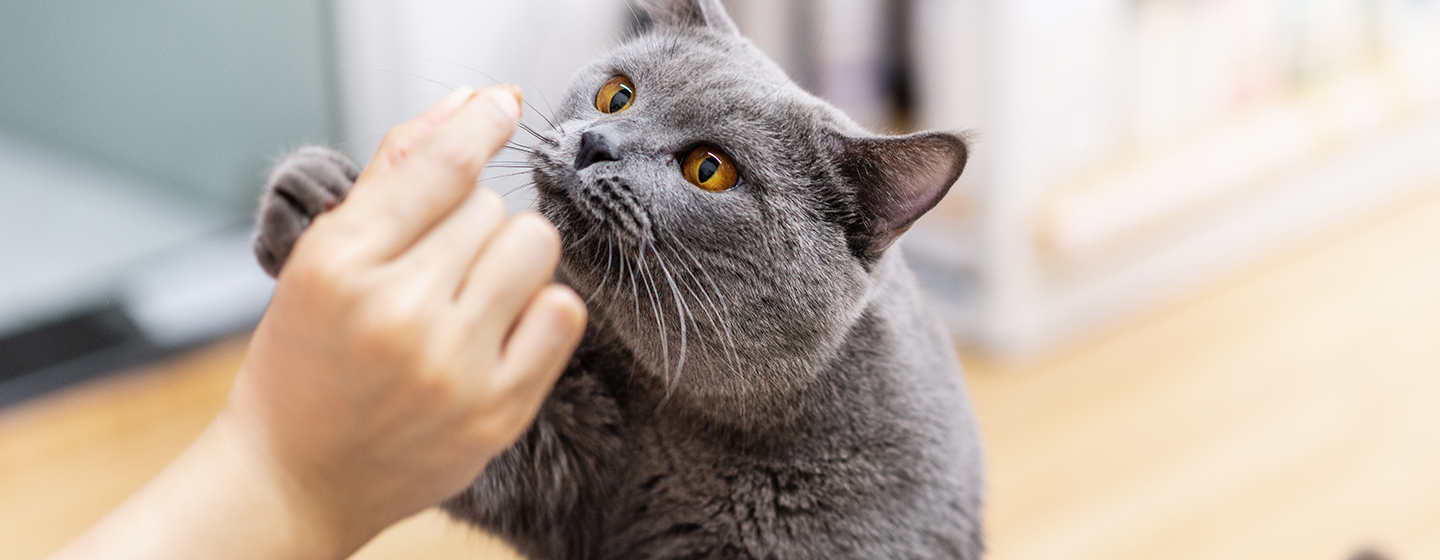 Makanan Kesukaan Kucing