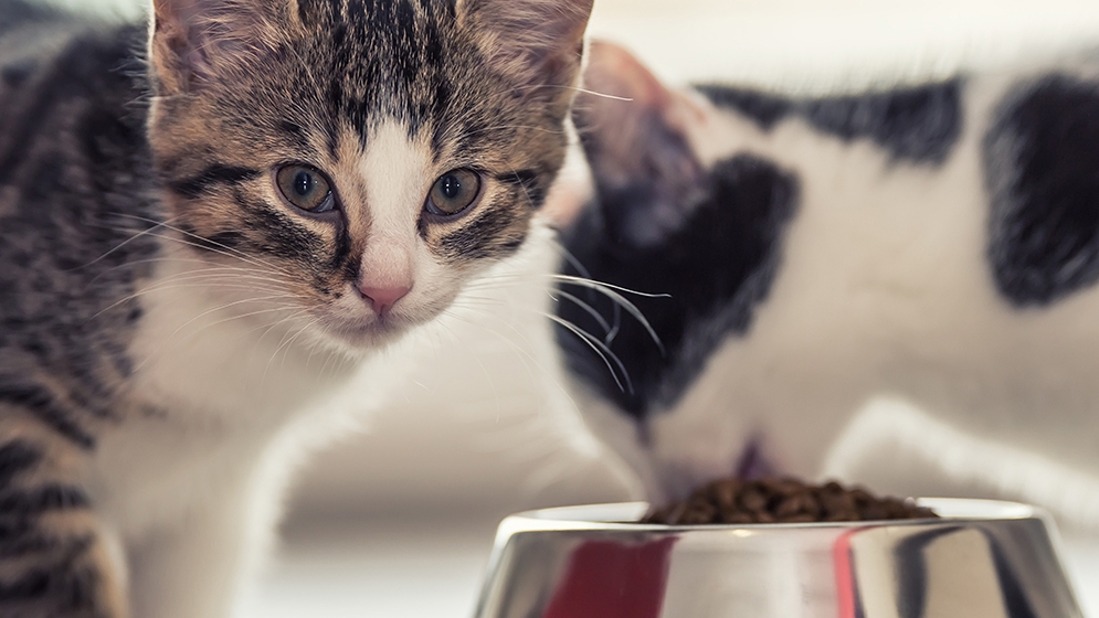 Makanan Kucing Friskies: Favorit Setiap Kucing