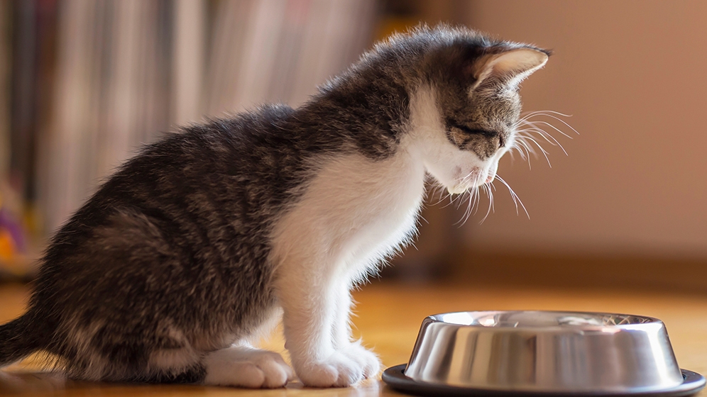 Makanan Kucing Kecil & Cara Merawat Anak Kucing Baru Lahir