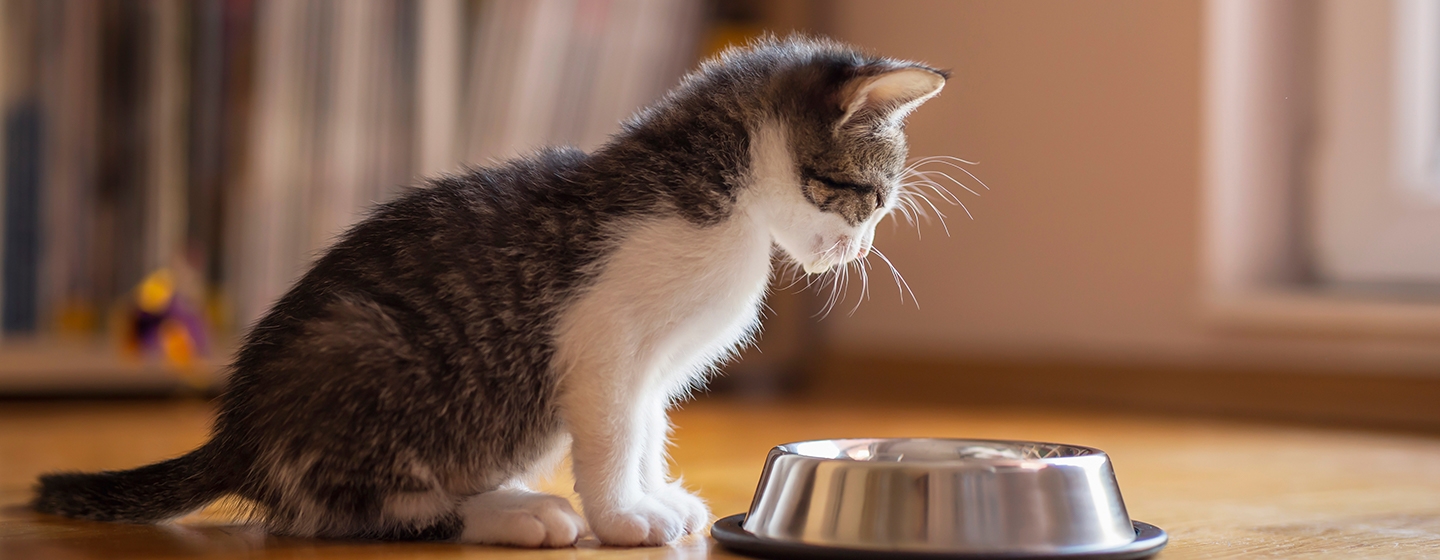 Makanan Kucing Kecil & Cara Merawat Anak Kucing Baru Lahir