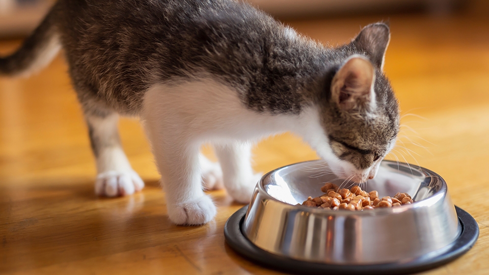 Makanan Kucing Kecil dan Nutrisi yang Dibutuhkannya