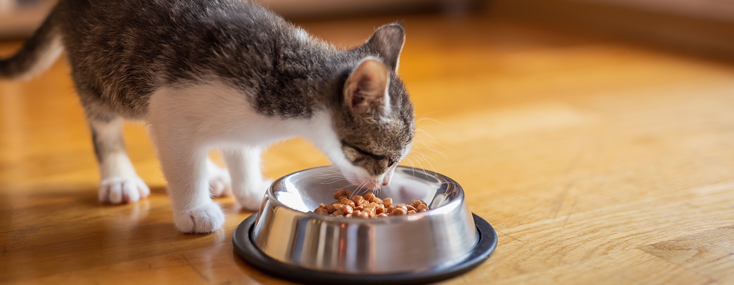 Makanan Kucing Kecil dan Nutrisi yang Dibutuhkannya