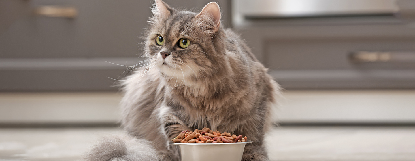 Makanan Sehat untuk Kucing