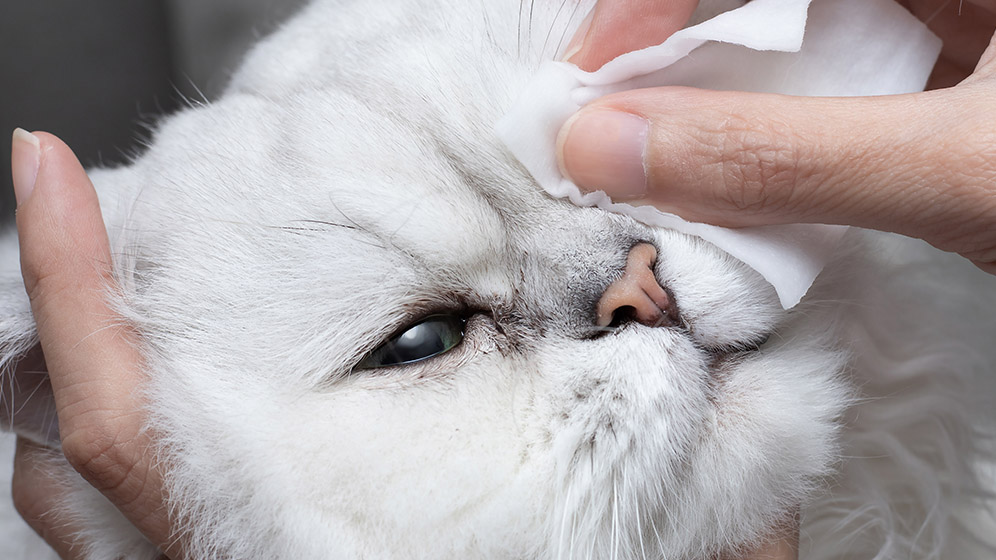 Mata Kucing Berair: Penyebab & Cara Mengatasinya