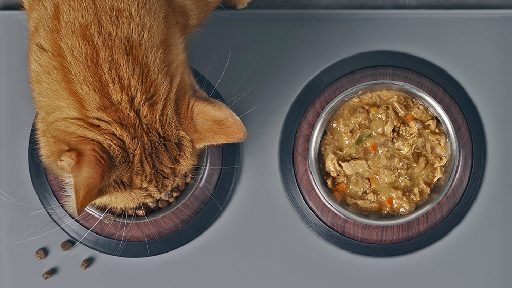 Seputar Makanan Basah Kucing
